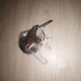 (Category: ) located in . Submitted by dnuii (Listing ID 1425585451, Image 1). Description: .