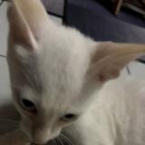 (Category: ) located in . Submitted by zorya1001 (Listing ID 1467094778, Image 1). Description: .