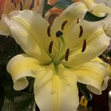 (分類:)位於 。 由 jericoe 提交(商品編號 1436233701,圖片 1)。簡介: 。
