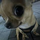 由 sheissherryy91 (刊登 ID 1461483620,圖片 1) 提交,位於 的 (類別:),說明:。