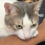 (Category: ) located in . Submitted by muhaiminf80774 (Listing ID 1438950175, Image 1). Description: .