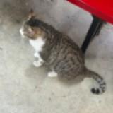 (Category: ) located in . Submitted by kesinsiam (Listing ID 1447300393, Image 1). Description: .