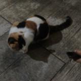 (Category: ) located in . Submitted by estelle210 (Listing ID 1427604811, Image 1). Description: .