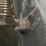 (Category: ) located in . Submitted by cmh0122 (Listing ID 1453699707, Image 1). Description: .