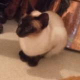 (Category: ) located in . Submitted by lavjenk (Listing ID 1440967805, Image 1). Description: .