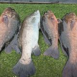 fish_gear’s Profile Page on Carousell | All of fish_gear’s Items For ...