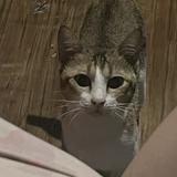 (Category: ) located in . Submitted by youngmoon21 (Listing ID 1445498224, Image 1). Description: .
