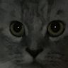 (Category: ) located in . Submitted by aydinosaur (Listing ID 1442150277, Image 1). Description: .