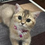 (Category: ) located in . Submitted by mirulnazmi71 (Listing ID 1447331450, Image 1). Description: .