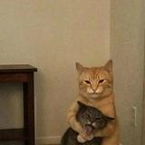 (Category: ) located in . Submitted by nrlaffiqah (Listing ID 1445915971, Image 1). Description: .
