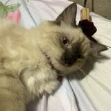 (Category: ) located in . Submitted by royalpengwen (Listing ID 1470307104, Image 1). Description: .