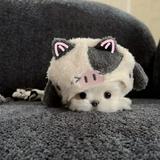 (分類:)位於 。 由 zittt00 提交(商品編號 1466885576,圖片 1)。簡介: 。