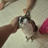 (Category: ) located in . Submitted by thatsbing26 (Listing ID 1461087784, Image 1). Description: .