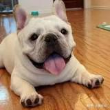 (分類:)位於 。 由 lovefrenchie888 提交(商品編號 1451312048,圖片 1)。簡介: 。