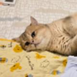 (分類:)位於 。 由 berboo_6545456 提交(商品編號 1453360615,圖片 1)。簡介: 。