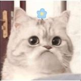 (Category: ) located in . Submitted by bidobi (Listing ID 1458121559, Image 1). Description: .