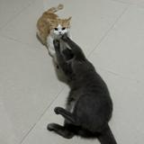 (Category: ) located in . Submitted by yyu_love_me (Listing ID 1453420593, Image 1). Description: .