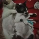 (Category: ) located in . Submitted by prettycat3 (Listing ID 1432164777, Image 1). Description: .