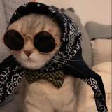 (Category: ) located in . Submitted by _wiskerwanderer (Listing ID 1466117258, Image 1). Description: .