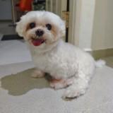 (Category: ) located in . Submitted by furdoring.sg (Listing ID 1451229475, Image 1). Description: .