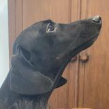 (Category: ) located in . Submitted by b1ackdachshund (Listing ID 1433143340, Image 1). Description: .