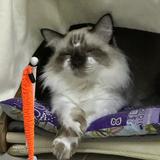 (Category: ) located in . Submitted by live_lemon (Listing ID 1464380573, Image 1). Description: .