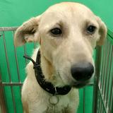 (Category: ) located in . Submitted by help.my.pet (Listing ID 1453757858, Image 1). Description: .