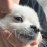 (分類:)位於 。 由 kpoppopk 提交(商品編號 1281053679,圖片 1)。簡介: 。