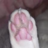 (分類:)位於 。 由 meow2p 提交(商品編號 1423143863,圖片 1)。簡介: 。