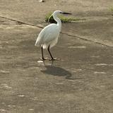 (Category: ) located in . Submitted by aayirp_ (Listing ID 1434167383, Image 1). Description: .