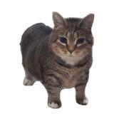 (Category: ) located in . Submitted by hanbubo (Listing ID 1437468540, Image 1). Description: .