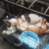 (Category: ) located in . Submitted by 77sleep (Listing ID 1451382179, Image 1). Description: .