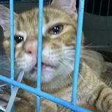 (分類:)位於 。 由 pepperlittlecat 提交(商品編號 1464729337,圖片 1)。簡介: 。