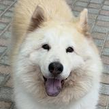 (Category: ) located in . Submitted by sashabeardog (Listing ID 1438147024, Image 1). Description: .