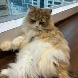 (分類:)位於 。 由 gohomefor 提交(商品編號 1455377487,圖片 1)。簡介: 。