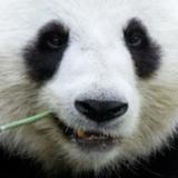 (Category: ) located in . Submitted by panda_better_than_bear (Listing ID 1434681792, Image 1). Description: .