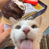 (Category: ) located in . Submitted by zhaniao (Listing ID 1453210888, Image 1). Description: .