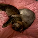 (Category: ) located in . Submitted by zara566 (Listing ID 1462076709, Image 1). Description: .