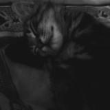 (Category: ) located in . Submitted by oddfire.7a0128 (Listing ID 1457687769, Image 1). Description: .