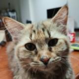 (Category: ) located in . Submitted by accountdetails (Listing ID 1439725180, Image 1). Description: .