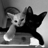 (Category: ) located in . Submitted by nanananaann (Listing ID 1452830564, Image 1). Description: .