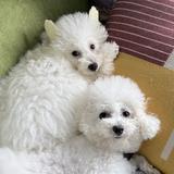(分類:)位於 。 由 happy.dogs 提交(商品編號 1379015974,圖片 1)。簡介: 。