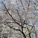 (分類:)位於 。 由 ny00ip 提交(商品編號 1344200375,圖片 1)。簡介: 。