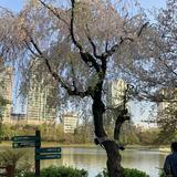 (Category: ) located in . Submitted by gwonvely (Listing ID 1440657032, Image 1). Description: .