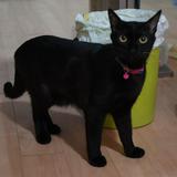 (分類:)位於 。 由 nickson_0218 提交(商品編號 1454303895,圖片 1)。簡介: 。