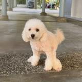 (Category: ) located in . Submitted by .hao. (Listing ID 1333269976, Image 1). Description: .
