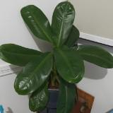 (Category: ) located in . Submitted by ivy8065 (Listing ID 1439255118, Image 1). Description: .