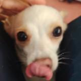 (Category: ) located in . Submitted by sloomkookoo (Listing ID 1441632960, Image 1). Description: .