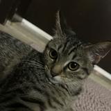 (Category: ) located in . Submitted by catwaffles (Listing ID 1438387289, Image 1). Description: .