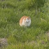 (分類:)位於 。 由 fatcat6687 提交(商品編號 1460473893,圖片 1)。簡介: 。